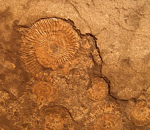 2012-03-04 15-04-24-fossiles-ammonites.jpg